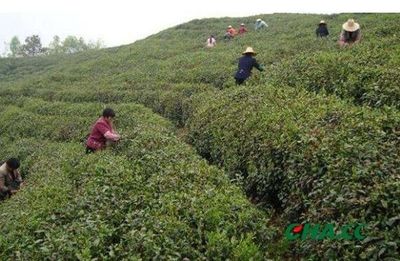 铁观音秋茶即将上市丨产区举办大师赛