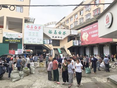重启开采模式！福鼎白茶新一轮茶叶开采与茶叶收购趋势洞察