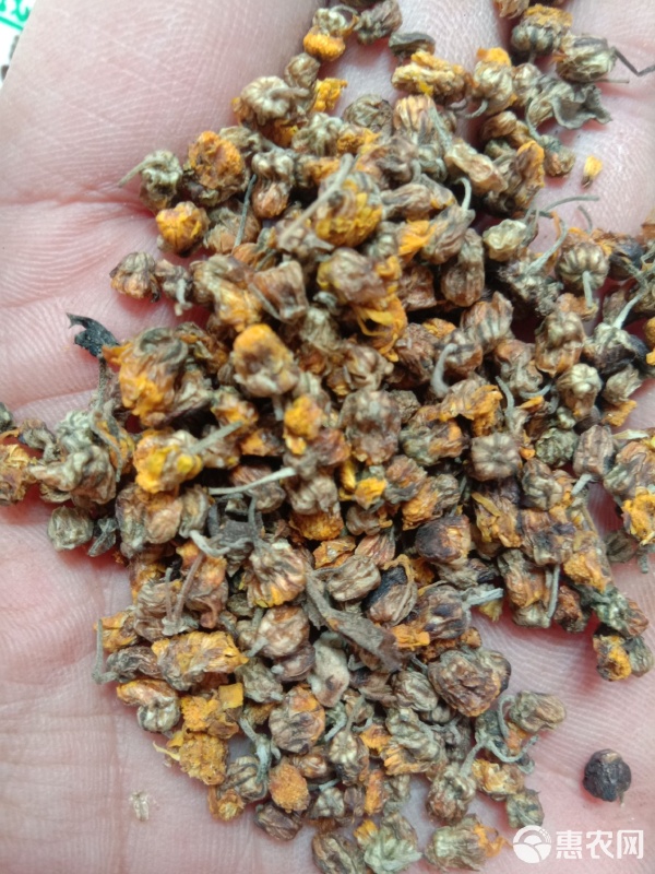秋风中的一杯茶——干野菊花与它的收购故事