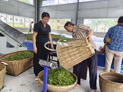 茶厂开业首日 鲜茶收购忙，共绘丰收图