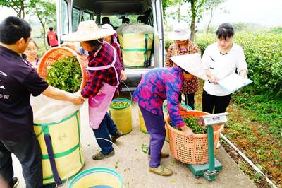 一路茶香新丰行