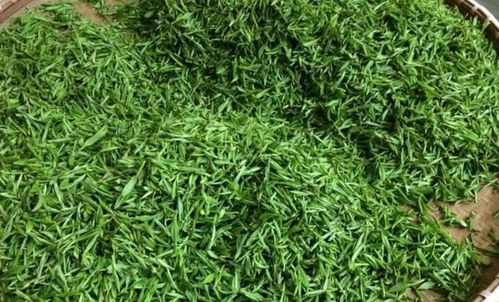 一斤茶叶的成本有多高 看完这篇，你还会觉得黄山毛峰茶很贵吗
