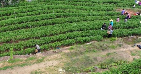 怀集下帅 春茶采摘正当时 单丛茶香满园飘