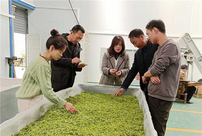 汉滨区市场监管局助力乡村振兴 茶叶收购产证融合发展新路径